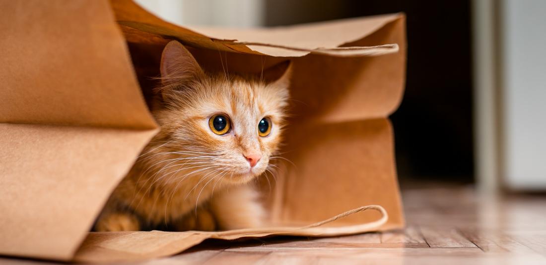 cute baby kitten sitting inside brown paper grocery sack