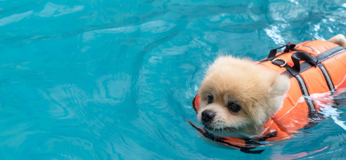 Hund med flytväst i pool