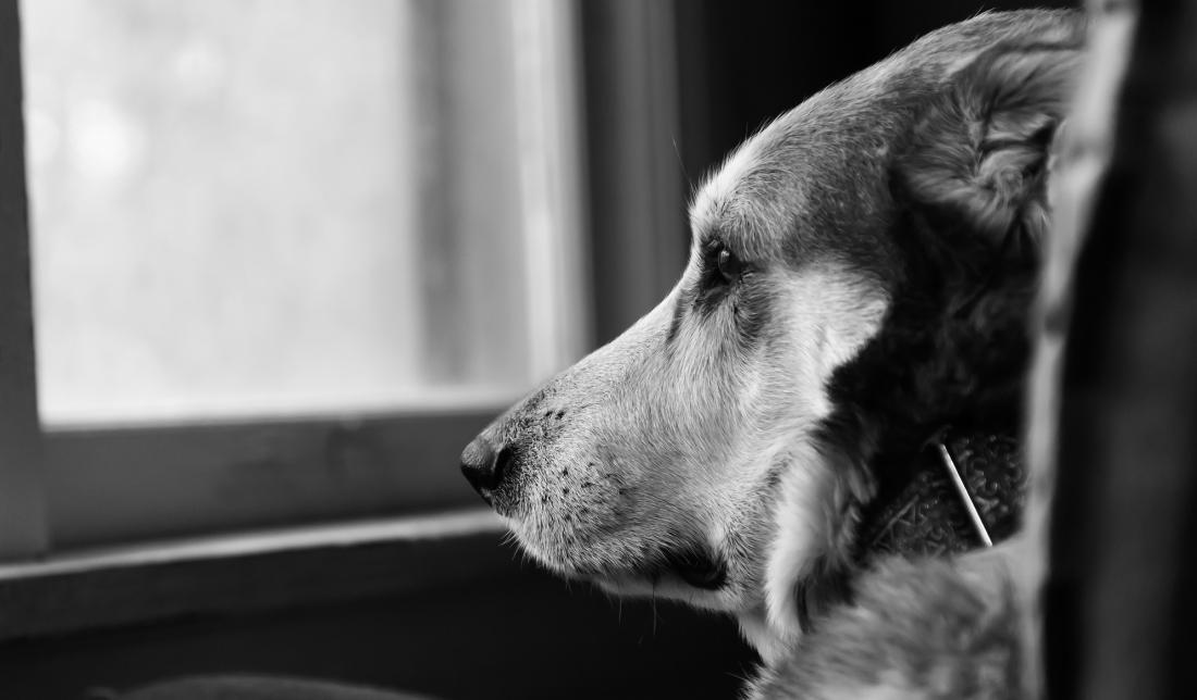 Lugnande till hunden - bäst | Husdjursrevyn