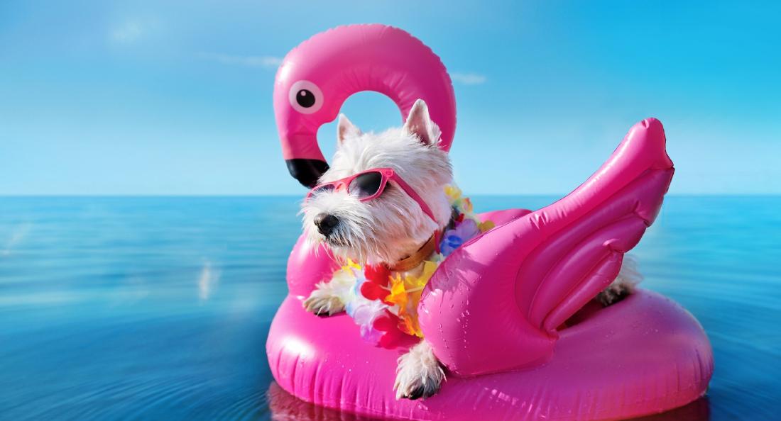 white terrier wearing tropical flower garland chilling pink rubber flamingo