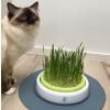 Cat It Senses Grass Garden